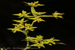 Bupleurum wightii